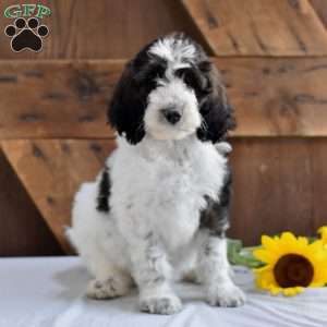 Ashley, Goldendoodle Puppy